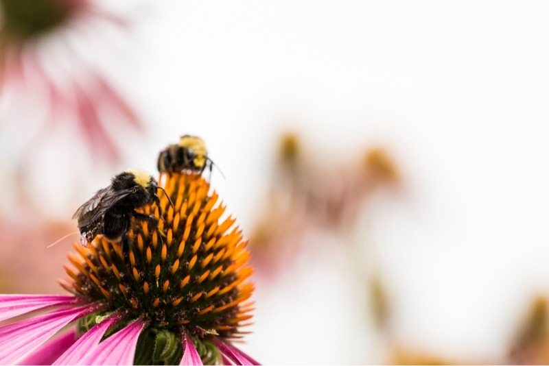 news-bumblebee-backpack-flower