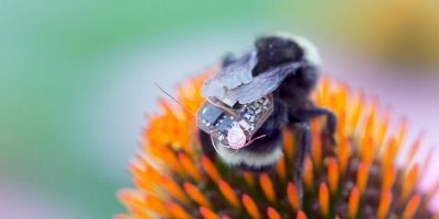 Bumblebees Act as Living Drones by Wearing Tiny IoT Backpacks