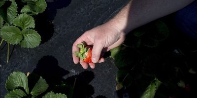 Farms Turning to Robots to Do Agricultural Work