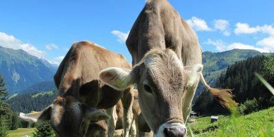 How a “FitBit For Cows” Helps Farming IoT