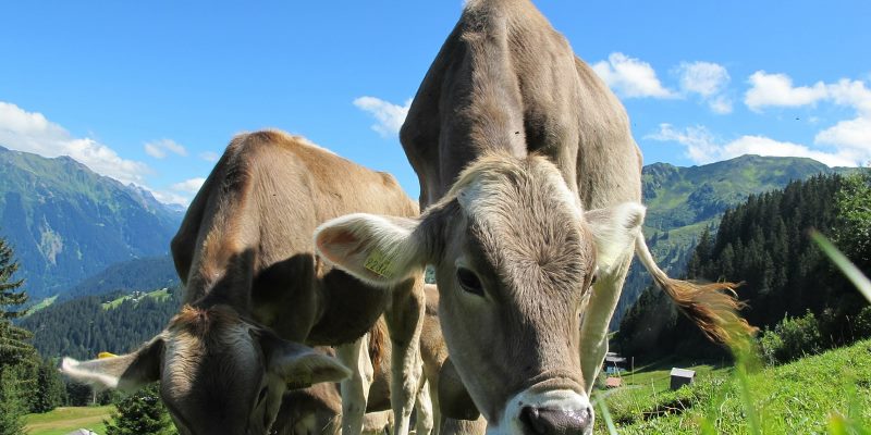 Fitbit Cows Featured