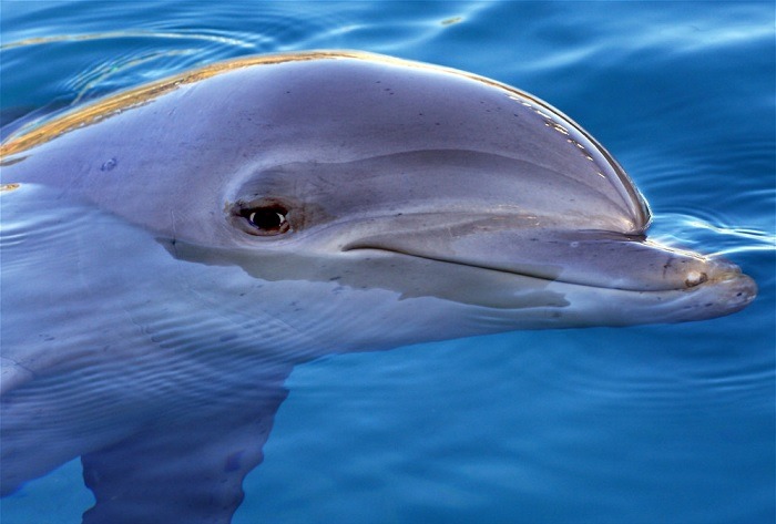 Alexa Dolphin