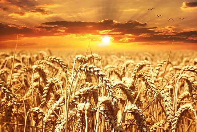 Wheat Field