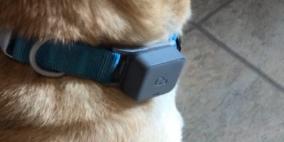 Whistle Go: A Fitness Tracker for Your Dog or Cat