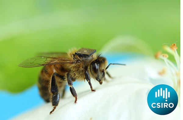 Environment Bee Backpack Csiro