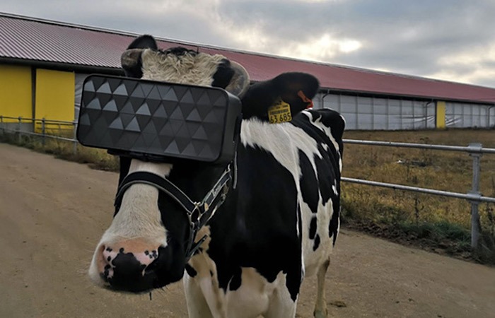 News Cows Vr Glasses Content