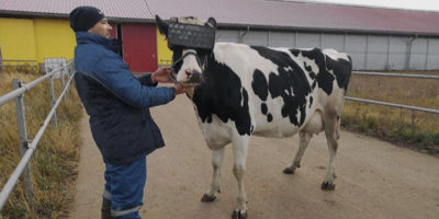 Cows Go High-Tech Wearing Virtual Reality Headsets