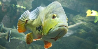 Smart Fish Tanks May Be the Future of the Aquarium Hobby