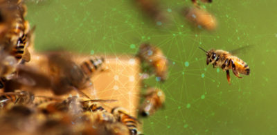 What You Need to Know About the Internet of Bees