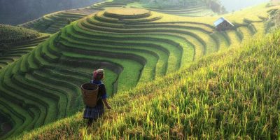 TalentCloud Helps Chinese Farmers with IoT