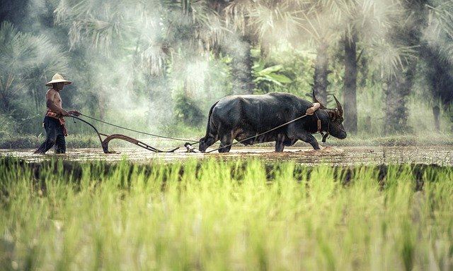 Chinese Farms Plow