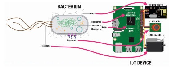 Iobnt Ecoli Raspberry Pi