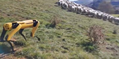 Spot Robot Dog Performs Sheepdog Duties