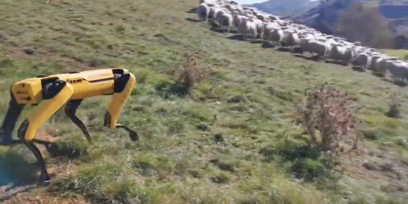 News Robot Dog Sheepherding Featured