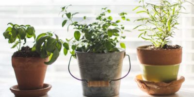 Smart Indoor Gardening Gadgets for Greener Living