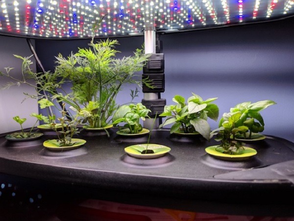 Smart Indoor Gardening Gadgets For Greener Living Aerogarden