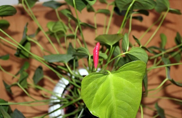 Smart Indoor Gardening Gadgets For Greener Living Natede