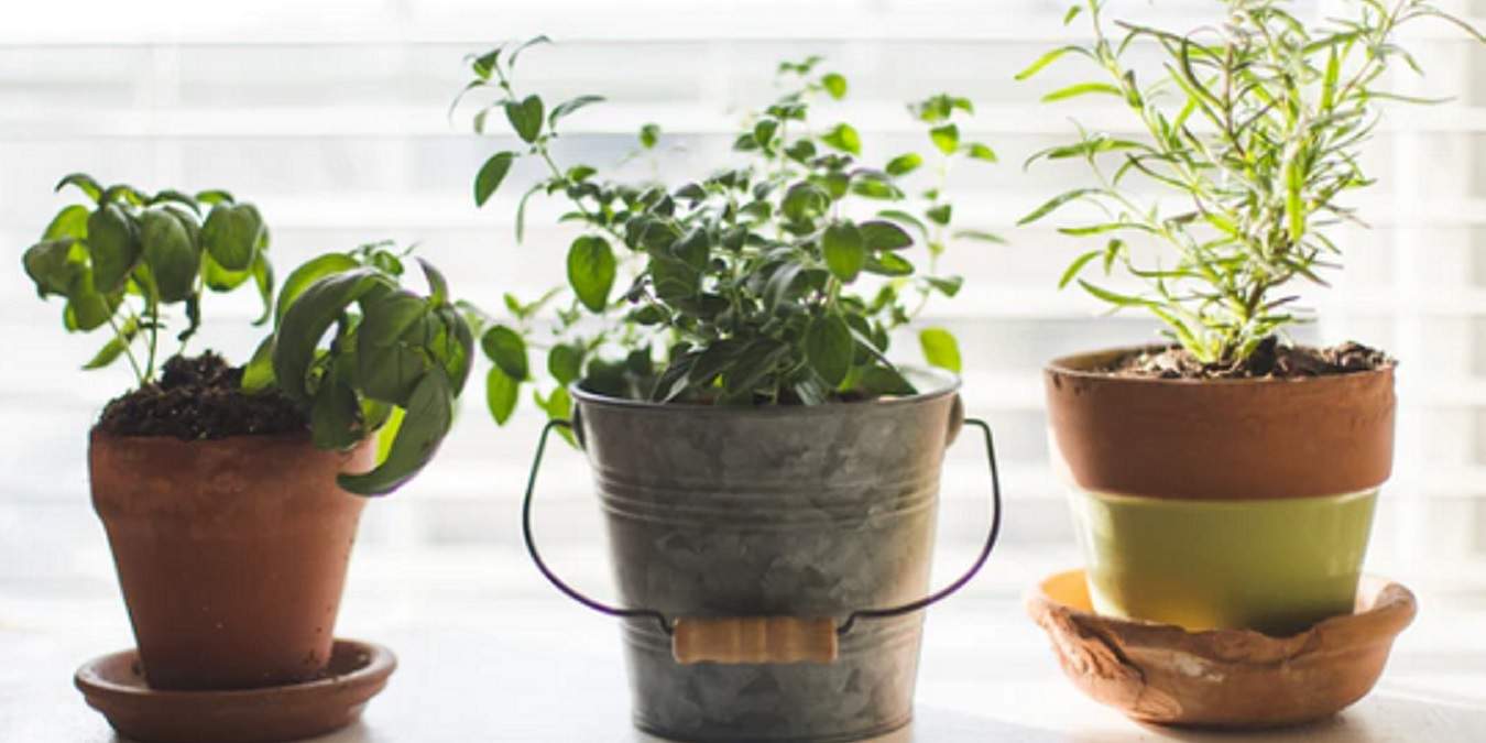 Smart Indoor Gardening Gadgets For Greener Living