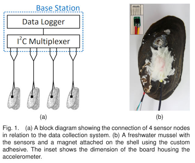 aquafarm mussel bivalve sensor