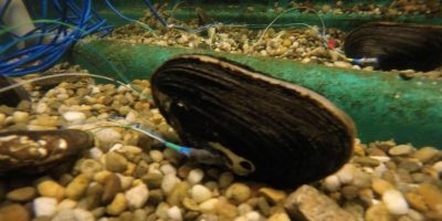 Aquafarm Tech: Researchers Hack Mussels to Monitor Water Pollution