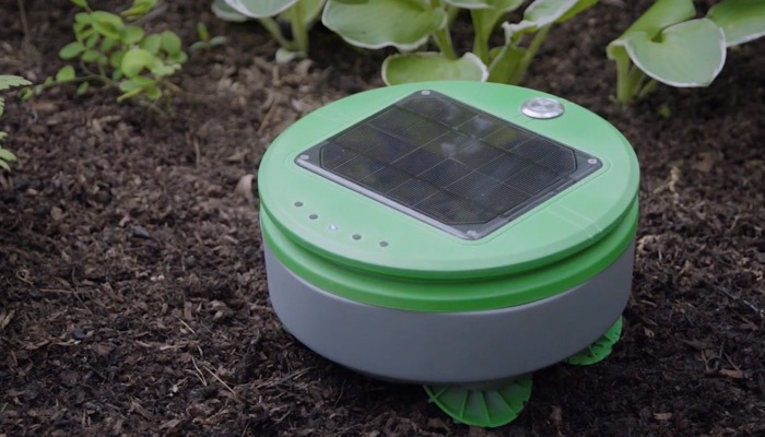 Tertill Gardening Robot Weeds