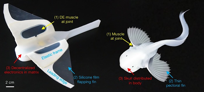 Robot Fish Anatomy