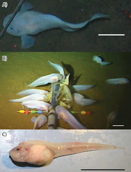 Robot Fish Snailfish